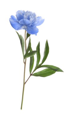 Beyaz arka planda yeşil yapraklı güzel açık mavi şakayık.