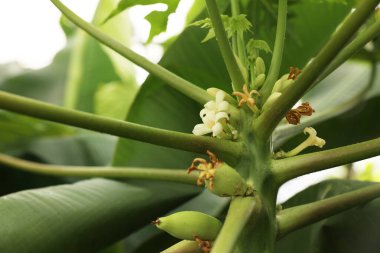 Serada çiçek açan papaya ağacı, yakın görüş