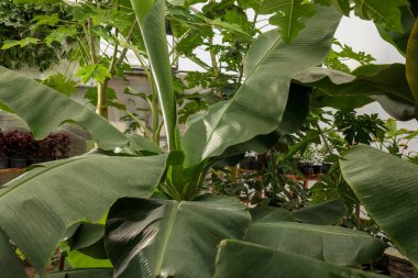 Serada yetişen yemyeşil yapraklı güzel muz ağacı.