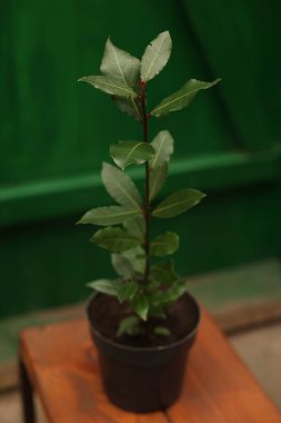 Çaydanlıktaki ahşap tezgahta yeşil yapraklı defne ağacı.