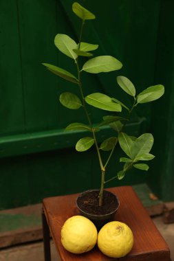 Tahta üzerinde olgun meyveler olan limon ağacı serada duruyor.