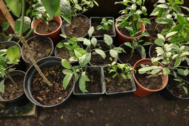 Serada bir sürü güzel saksı bitkisi var, manzaranın üstünde.