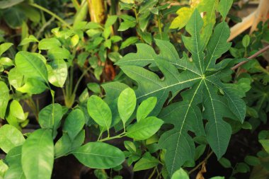 Serada bir sürü güzel saksı bitkisi var, yakın plan.