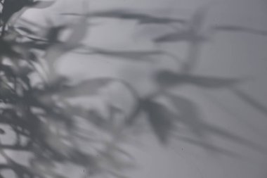 Bitkinin gölgesi beyaz duvara düşüyor