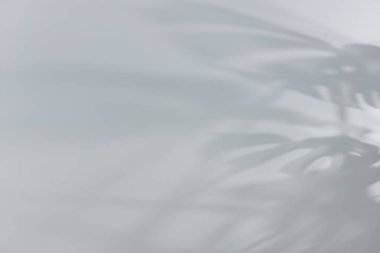 Beyaz duvara düşen bitkinin gölgesi, metin için boşluk