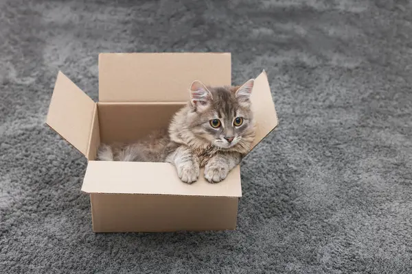 Cute fluffy cat in cardboard box on carpet. Space for text