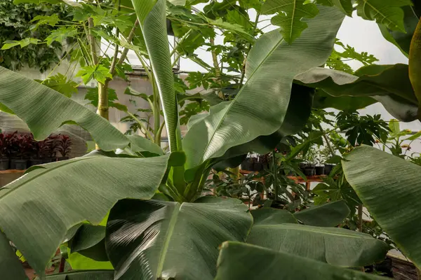 Serada yetişen yemyeşil yapraklı güzel muz ağacı.