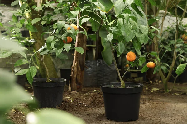 Potted tangerine trees with ripe fruits in greenhouse