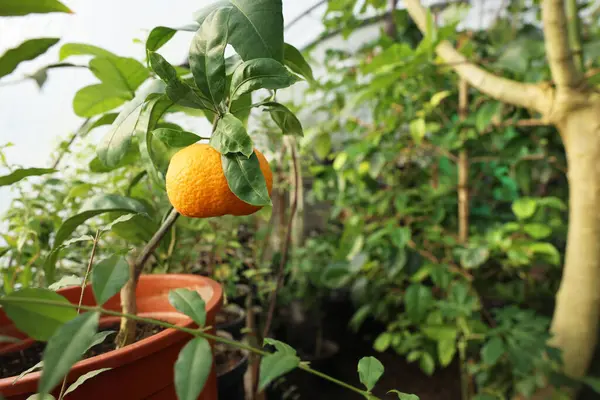 Potted tangerine tree with ripe fruit in greenhouse, space for text