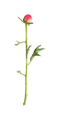 Güzel pembe şakayık tomurcuğu beyazda izole edilmiş.