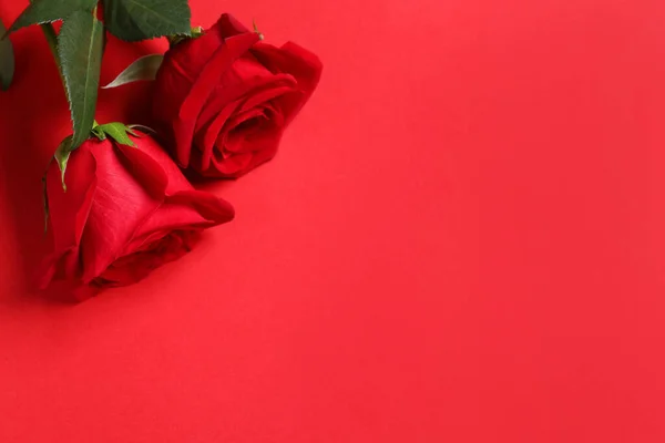 Lindas Rosas Fundo Vermelho Vista Acima Espaço Para Texto — Fotografia de Stock