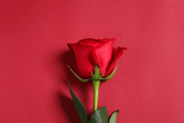 Όμορφο Τριαντάφυλλο Κόκκινο Φόντο Κορυφαία Άποψη — Φωτογραφία Αρχείου