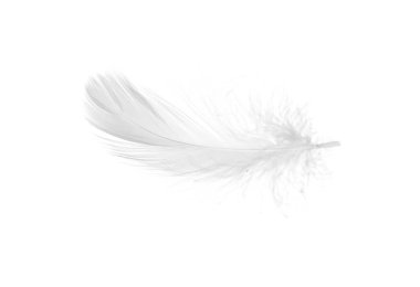 Güzel tüylü kuş tüyü beyazda izole edilmiş.