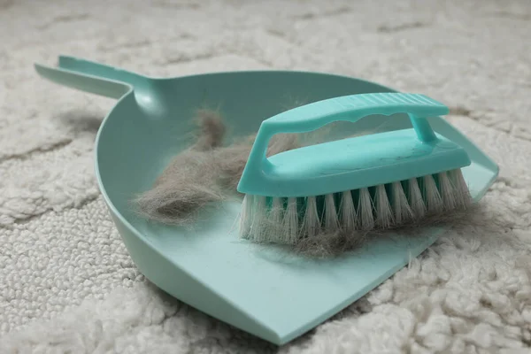 Brush and scoop with hair pet on carpet, closeup