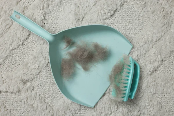 Brush and scoop with hair pet on carpet, flat lay