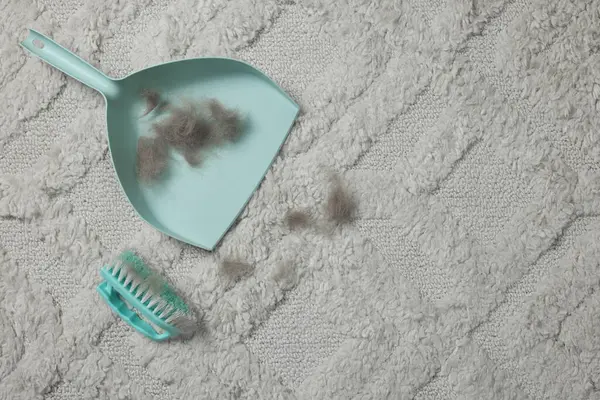 Brush and scoop with hair pet on carpet, flat lay. Space for text