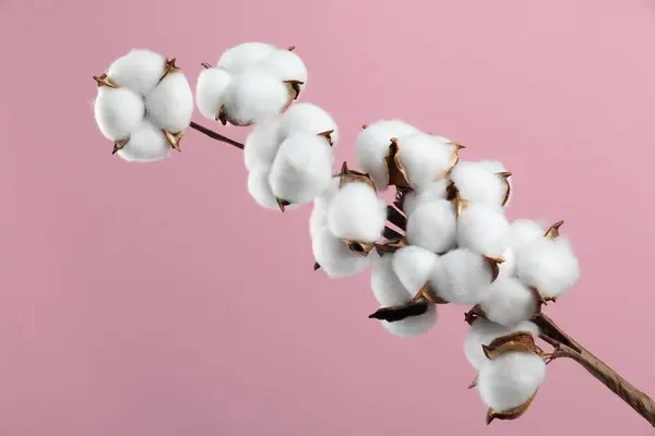 Beautiful cotton branch with fluffy flowers on pink background