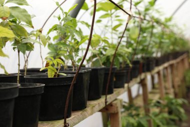 Serada bir sürü güzel saksı bitkisi, metin için yer.