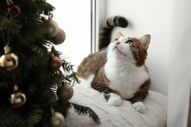 Evde sevimli kedi ve Noel ağacı var. Komik hayvan.