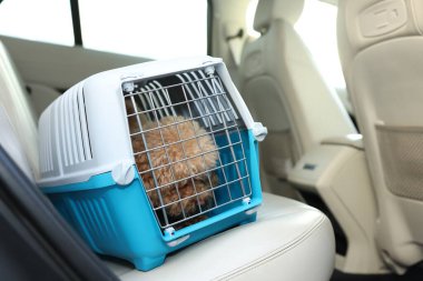 Evcil hayvan taşıyıcısındaki sevimli köpek arabayla seyahat ediyor. Metin için boşluk