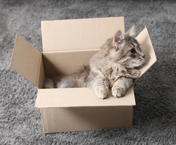 Cute fluffy cat in cardboard box on carpet. Space for text
