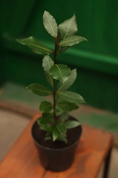 Potted bay tree with green leaves on wooden stand in greenhouse