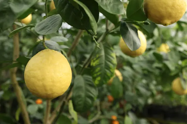 Lemon tree with ripe fruits in greenhouse, closeup. Space for text