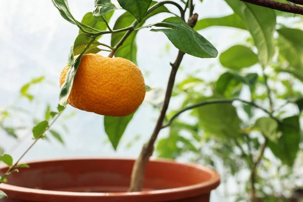 Potted tangerine tree with ripe fruit in greenhouse, closeup. Space for text
