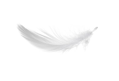 Güzel tüylü kuş tüyü beyazda izole edilmiş.