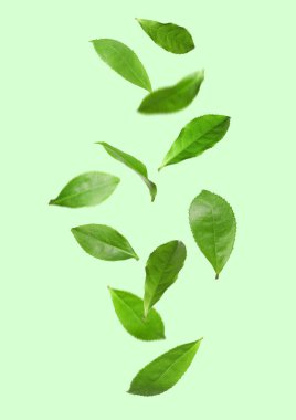 Taze yeşil çay yaprakları renk arkaplanına düşüyor