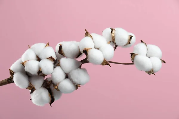 Beautiful cotton branch with fluffy flowers on pink background