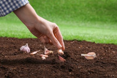 Dışarıdaki verimli toprağa sarımsak eken kadın, yakın plan.