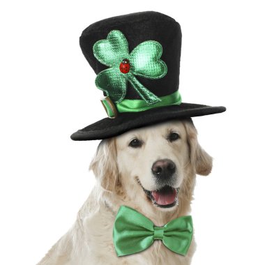 Aziz Patrick Günü kutlaması. Beyaz cüce şapkalı ve yeşil papyonlu şirin Golden Retriever köpeği.