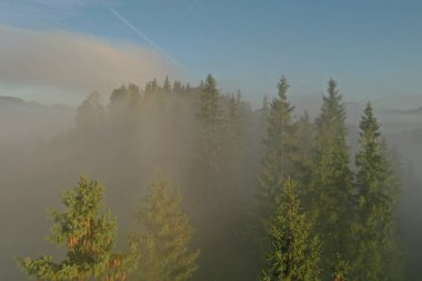 Güzel dağların ve sisli bir sabahta kozalaklı ağaçların havadan görünüşü