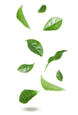 Taze yeşil çay yaprakları beyaz arkaplana düşüyor