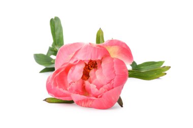 Güzel pembe şakayık tomurcuğu beyazda izole edilmiş.