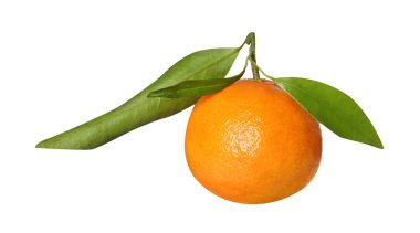 Yeşil yapraklı taze bir mandalina beyaza izole edilmiş.