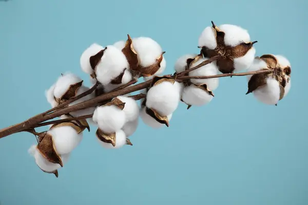 Beautiful cotton branch with fluffy flowers on light blue background