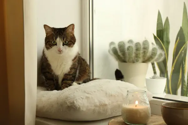 Cute cat, cup of hot drink and burning candle on window sill at home. Adorable pet