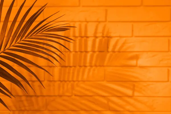 Shadow cast by tropical palm on orange brick wall, space for text