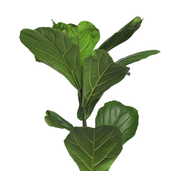 Fiddle Fig or Ficus Lyrata plant with green leaves on white background