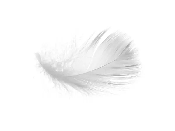 美丽的绒毛鸟羽毛被白色隔离了 — 图库照片