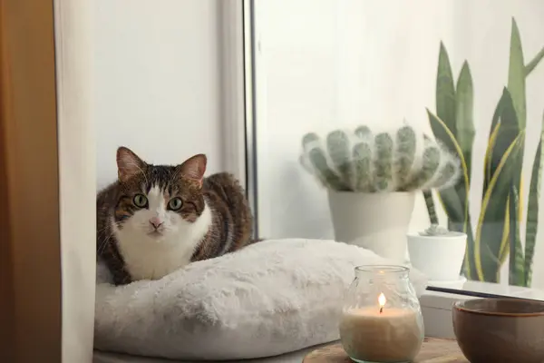 Cute cat, cup of hot drink and burning candle on window sill at home. Adorable pet