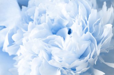 Arka plan olarak güzel açık mavi şakayık, yakın plan görünümü