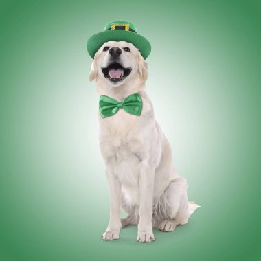 Aziz Patrick Günü kutlaması. Yeşil arka planda cüce şapkalı ve papyonlu sevimli Golden Retriever köpeği.