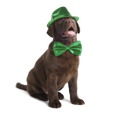 Aziz Patrick Günü kutlaması. Yeşil şapkalı ve papyonlu şirin çikolatalı labrador köpeği.