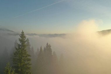 Güzel dağların ve sisli bir sabahta kozalaklı ağaçların havadan görünüşü