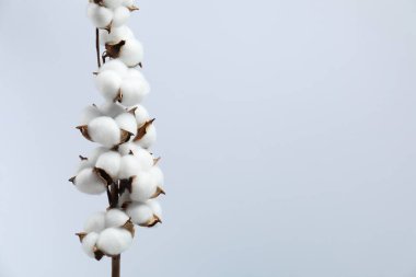 Hafif arka planda kabarık çiçekleri olan güzel pamuk dalı, metin için boşluk