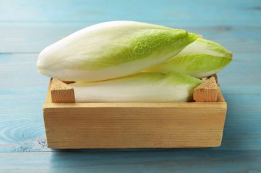 Açık mavi ahşap masada taze çiğ Belçika hindibaları (hindiba)