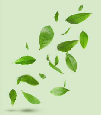 Taze yeşil çay yaprakları renk arkaplanına düşüyor